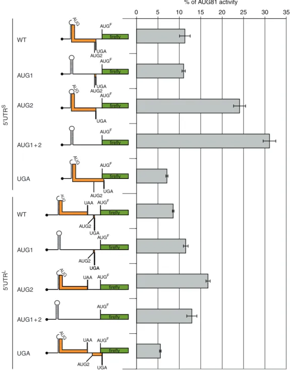 Figure 6. Mutational studies on the role of the uAUGs and uORFs in translational repression