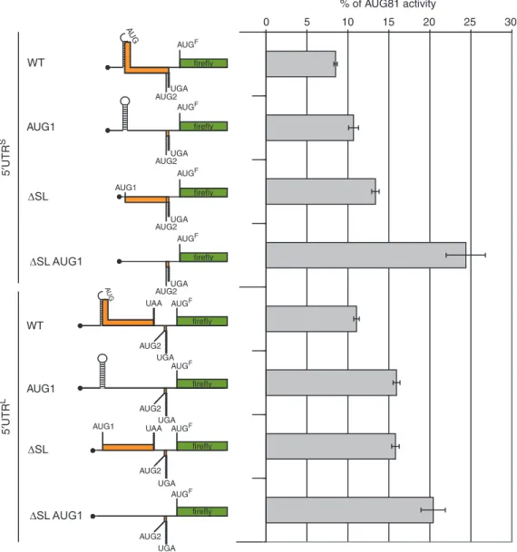 Figure 7. Structural elements modulate the repressional activity of the uAUG1. Left- hand panel: A schematic representation of the uORF organization in the 5 0 UTR S /5 0 UTR L -FLuc WT constructs and the AUG1, SL and SLAUG1 double mutants generated in the