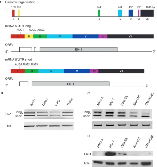 Figure 1. Alternatively spliced isoforms of the human elk-1 mRNA. (A) The upper panel is a schematic representation of the elk-1 gene.