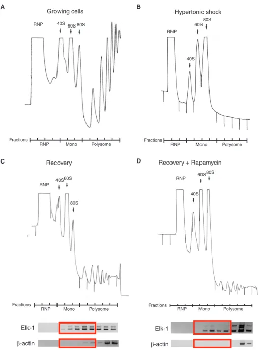 Figure 3. Polysomal re-recruitment in the presence of rapamycin. Polysomal proﬁles were prepared from dividing 293T cells before (A) and after (B) hypertonic shock
