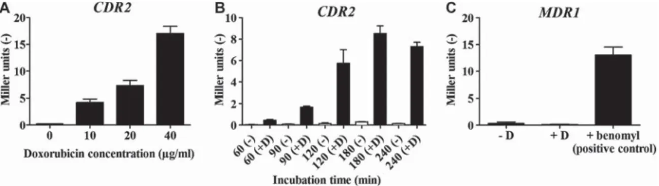 Fig. 3  MDR1 and CDR2 expression after doxorubicin treatment by a β-galactosidase reporter system