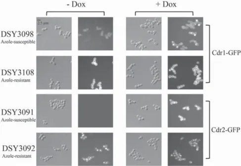 Fig. 4  Localization of Cdr1p- and Cdr2p-GFP fusion proteins in C. albicans isolates in absence or presence of 20 μg/ml doxorubicin.