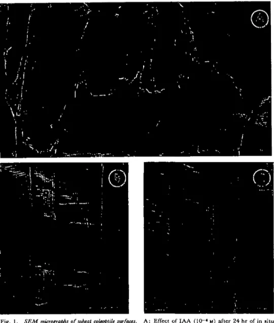 Fig. 1. SEM micrographs of wheat ccleoptilt surfaces. A: Effect of IAA (10~ 4  M) after 24 hr of in situ culture