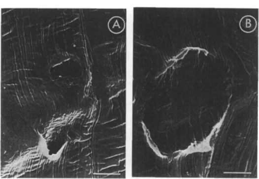 Fig. 4. SEM micrographs of wheat coleoptile surfaces. A: Effect of IAA (10"* M) after 24 hr of culture.