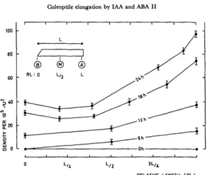 Fig. 6. Changes of the density of the &#34;cracks&#34; (see Fig. 3) along the subapical segments of wheat coleoptiles in relation with time (0 to 24 hr) of culture in theprtsena of IAA (10-* M).