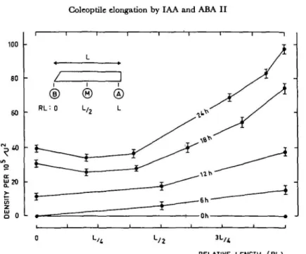 Fig. 6. Changes of the density of the "cracks" (see Fig. 3) along the subapical segments of wheat coleoptiles in relation with time (0 to 24 hr) of culture in theprtsena of IAA (10-* M).