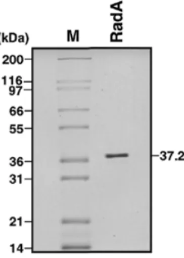 Figure 1. Purification of RadA protein. Purified RadA protein (1 µg) was analysed by 10% SDS–PAGE followed by Coomassie Brilliant Blue staining
