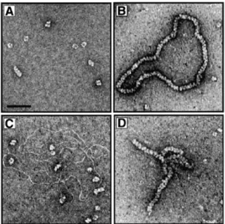 Figure 2. Four images showing either RadA protein alone or RadA interacting with ssDNA or dsDNA