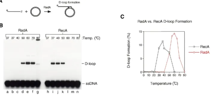 Figure 4. Strand invasion and D-loop formation by RadA and RecA. (A) The in vitro system for the initiation of RadA-mediated strand invasion