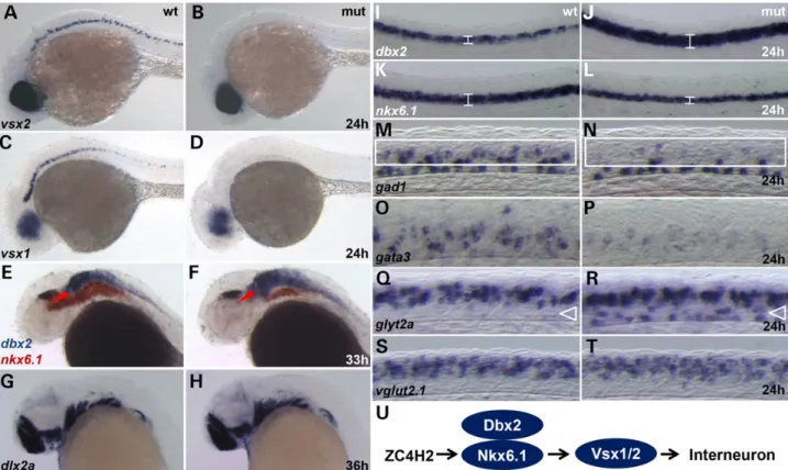 Figure 5. Whole-mount in situ hybridization for neural markers in wild-type sibling (wt) and zc4h2 KO mutant (mut) zebraﬁsh