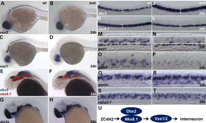 Figure 5. Whole-mount in situ hybridization for neural markers in wild-type sibling (wt) and zc4h2 KO mutant (mut) zebraﬁsh