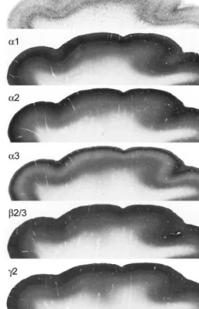 Figure 2 shows at higher magnification the distinct and specific pattern of laminar distribution in neocortex of each of the a-subunit variants tested