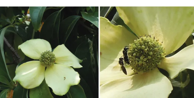 Figure 1  : (a) An inflorescence of Cornus capitata; (b) two Anthophora bees visiting the flowers
