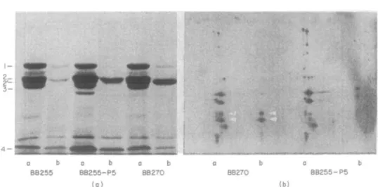 Figure 3. Penicillin binding proteins of the different strains and pcnicilloyl-peptides after partial proteohysis with SV8 protease, (a) Fluorograph of penicillin-binding proteins separated on a SDS-PAGE gel.
