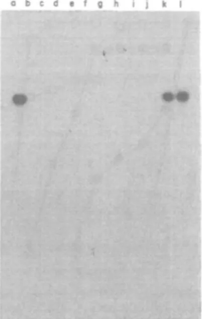 Figure 4. Hybridization of a PBP2' DNA probe to EcoRl restricted chromosomal DNA of various strains.
