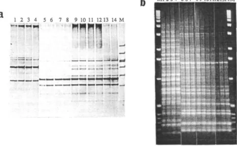Fig. 2 DNA amplification (DAF) profile and ERIC analysis of Lotus japonicus nodule isolates and inoculant strains