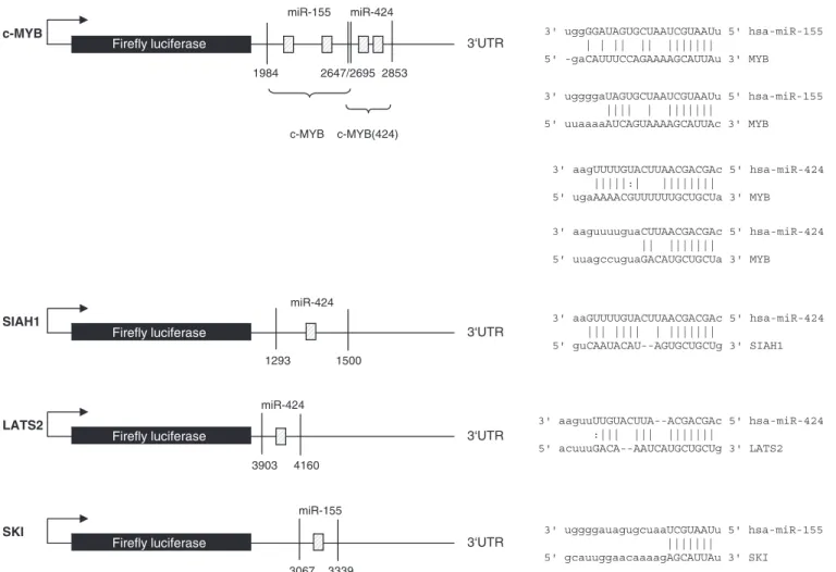 Figure 4. Target predictions for selected mRNA targets. Schematic overview of the luciferase constructs and putative bindings sites of miR-155 and -424 to their predicted mRNA targets c-MYB, SIAH1 and LATS2