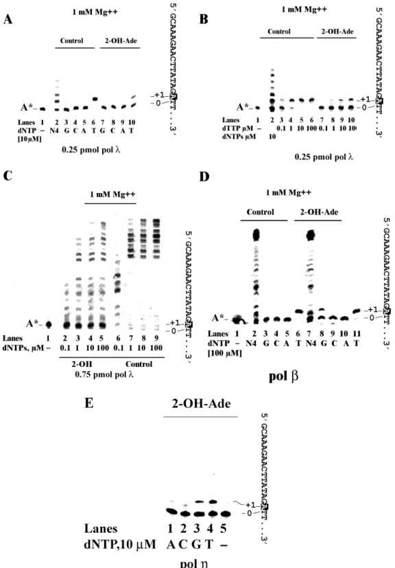 Figure 1. DNA pol  catalyses the error-free bypass of 2-OH-A. Experiments were performed as described in ‘Materials and Methods’ section in the presence of the A  31-mer template