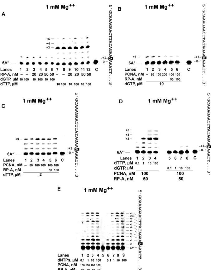 Figure 3. PCNA and RP-A allow the error-free bypass of 2-OH-A by DNA pol . Experiments were performed as described in ‘Materials and Methods’ section in the presence of the 6A  36-mer template