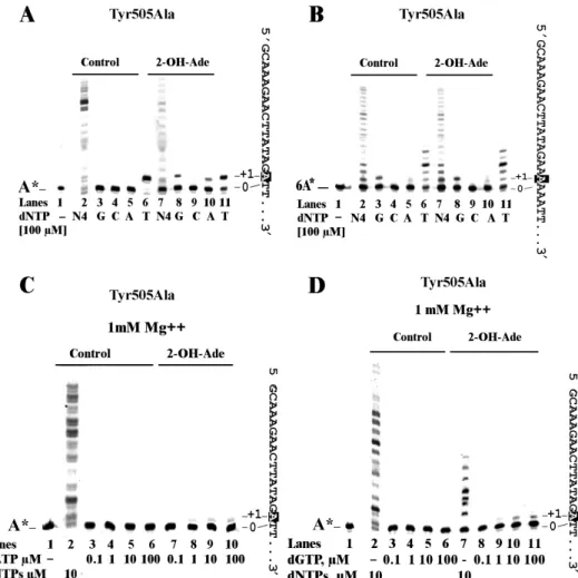 Figure 4. The nucleotide selectivity of DNA pol  during bypass of 2-OH-A is dependent on the residue Tyr505