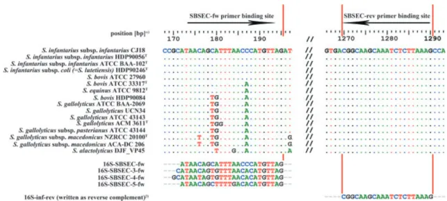 Fig. 1. Forward (fw) and reverse (rev) primer binding sites for the SBSEC multiplex PCR assay on the 16S rRNA gene