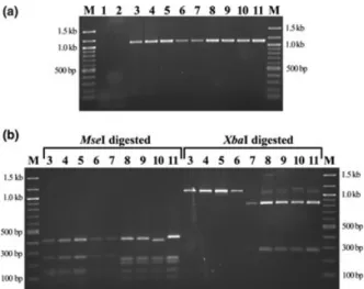 Fig. 3. Electrophoretic separation of DNA fragments after SBSEC- SBSEC-specific multiplex PCR amplification (a) and RFLP assay (b)