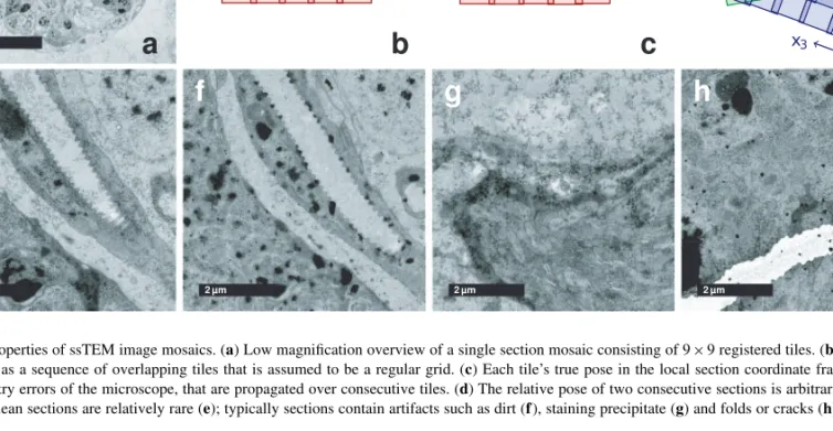 Fig. 1. Properties of ssTEM image mosaics. (a) Low magnification overview of a single section mosaic consisting of 9 × 9 registered tiles