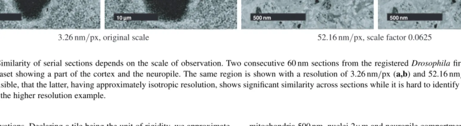 Fig. 2. Similarity of serial sections depends on the scale of observation. Two consecutive 60 nm sections from the registered Drosophila first instar larval brain dataset showing a part of the cortex and the neuropile