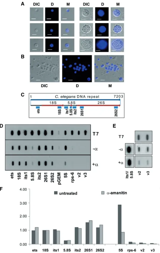 Figure 1. Release of transcriptionally active nuclei from postembryonic stages of C. elegans
