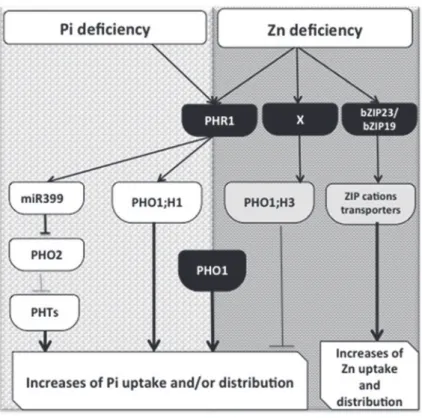 Fig. 2.  Schematic representation of the regulatory pathways and their interconnections involved in plant phosphate and Zn deficiency responses