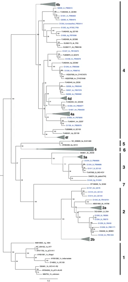 Figure 1. Maximum likelihood tree of 30 complete, nonrecombinant hepatitis C virus coding-region nucleotide sequences generated as part of this study (highlighted in blue), and 163 sequences from public sequence repositories
