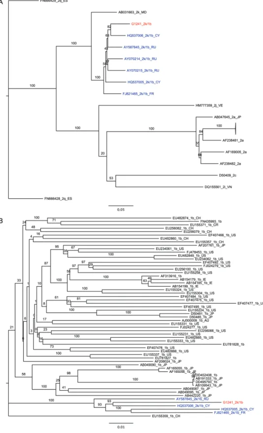 Figure 4. Phylogenetic analysis of genotype 2k and genotype 1b sequences composing the G1241/PB41880 2k/1b recombinant