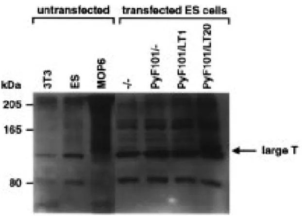 Figure 2. The presence of large T allows efficient expression of a hGH reporter gene. ES cells were transfected with equimolar amounts of the empty pMC1neo-hGH vector (–/–) or with the variants pMC1neo-hGH-PyF101/LT20, pMC1neo-hGH-PyF101/LT1 and pMC1neo-hG