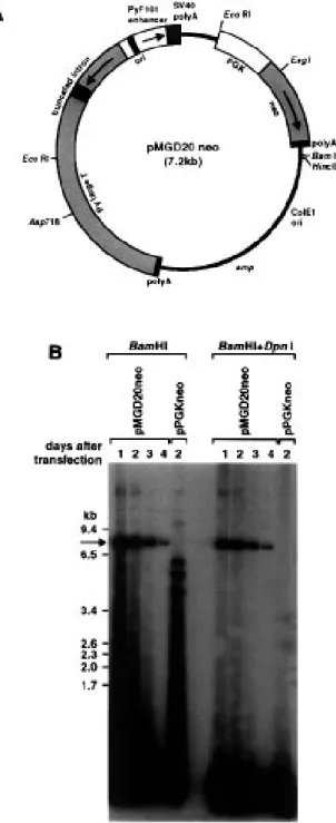 Figure 4. Extrachromosomal pMGD20neo DNA does not integrate into the chromosome for at least 78 cell generations