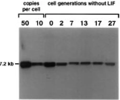 Figure 6. Vector pMGD20neo is maintained episomally in differentiating ES cells. ES cells from clone 1.19 were cultured for up to 27 cell generations without LIF, low-molecular-weight DNA was extracted at various stages, digested with HincII which cleaves 