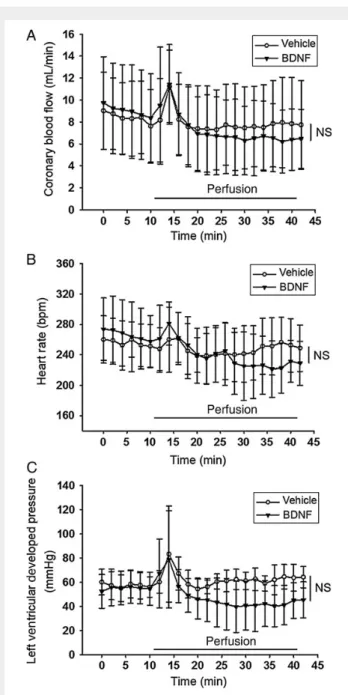 Figure 6 BDNF does not change heart parameters. (A) Coronary blood flow, (B) heart rate, (C) left ventricular developed pressure were measured on isolated hearts from sedentary WKY perfused for 30 min with vehicle or recombinant mBDNF (15 × 10 211 mol/L).