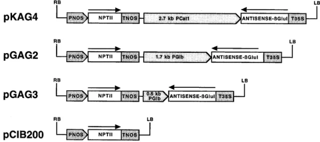 Fig. 1. Schematic representation of antisense class I b-1,3-glucanase (bGLU I) expression vectors used for tobacco transformation