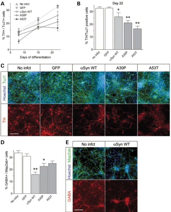 Figure 9. Pattern of differentiating neuronal subtypes. (A) Percentage of THþ neurons over total TuJ1þ neurons, as a function of differentiation time, and in response to over-expression of a-synuclein and its mutants