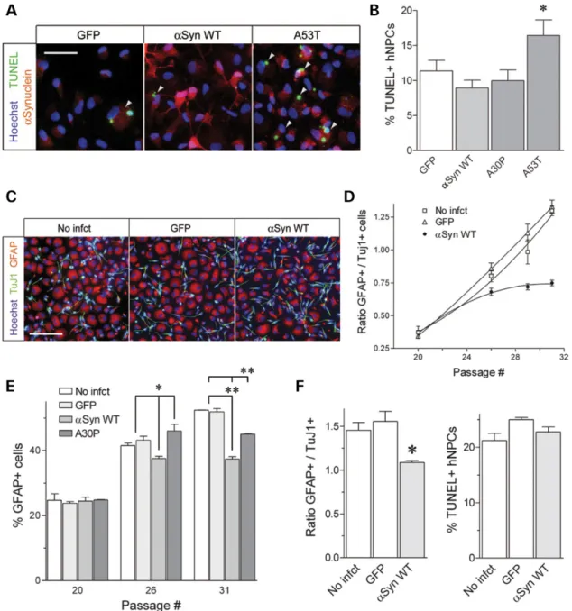 Figure 3. Analysis of progenitor fate and survival in response to a-synuclein over-expression