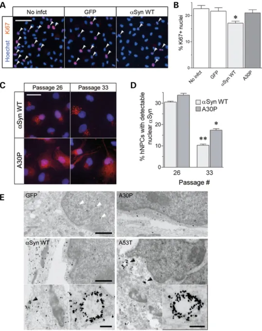 Figure 4. Progenitor proliferation and a-synuclein subcellular localization (A) Ki67 immunocytochemistry on M046 hNPC ctx 