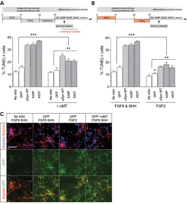 Figure 8. Inhibition of dopamine synthesis and neuroepithelial cell specification: effect on a-synuclein cytotoxicity