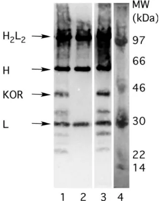 Fig. 5. Immunoprecipitation of KOR variants. KOR fused to FLAG-, myc- and His-tags was extracted from transfected HEK293T cells and immobilized on paramagnetic beads by using the anti-myc antibody in the IP buffer containing CHAPS (10 mM)