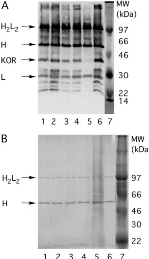 Fig. 6. Immunoprecipitation of wt KOR in various detergents. KOR extracted from transfected HEK293T cells was immobilized on paramagnetic beads by using the anti-myc antibody