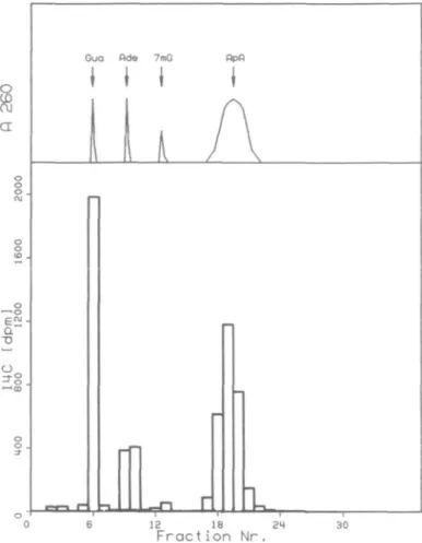 Fig. 1. H.p.l.c. elution profile of acid-hydrolyzed DNA isolated from the small intestine of rat No