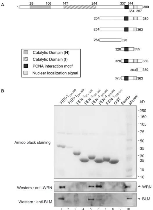 Figure 1. WRN or BLM binding activity of FEN-1 is contained within amino acids 363–380