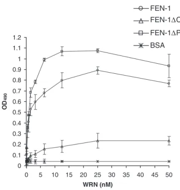 Figure 2. Detection of WRN–FEN-1 complexes by ELISA. Wild-type FEN-1, FEN-1DC or FEN-1DP was coated onto ELISA plates