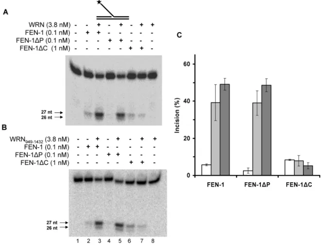Figure 3. WRN-interacting region of FEN-1 is required for WRN stimulation of FEN-1 endonucleolytic cleavage of 5 0 flap substrate