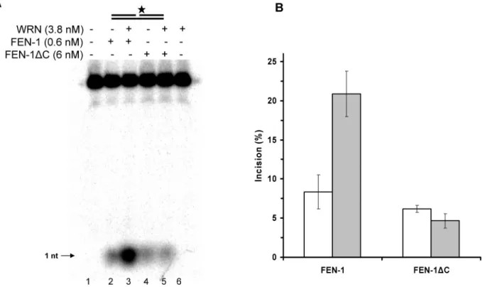 Figure 4. WRN-interacting region of FEN-1 is required for WRN stimulation of FEN-1 exonucleolytic cleavage of nicked duplex substrate