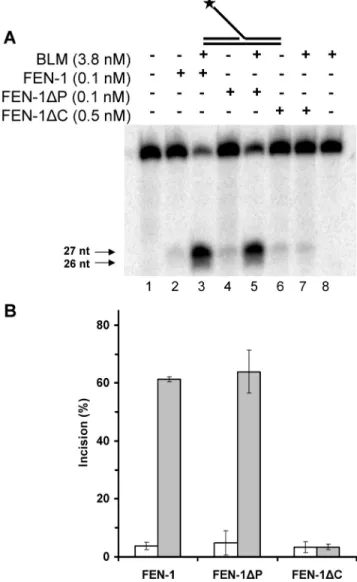 Figure 6. BLM-interacting region of FEN-1 is required for BLM stimulation of FEN-1 endonucleolytic cleavage of 5 0 flap substrate