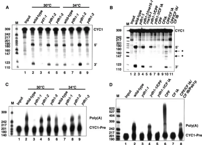 Figure 2. Ydh1p is required for cleavage and polyadenylation in vitro. In vitro analysis of cleavage (A and B) and polyadenylation activities (C and D) of ydh1 mutant extracts